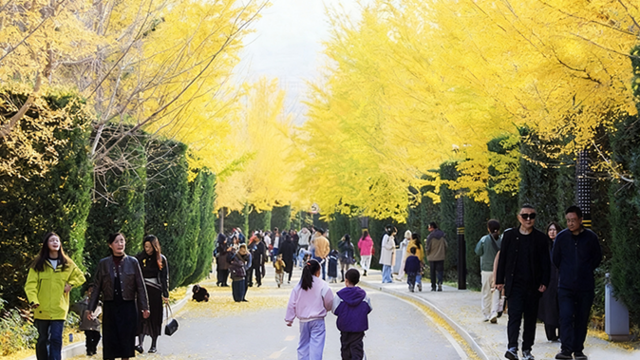 甘肃平凉银杏大道美如画