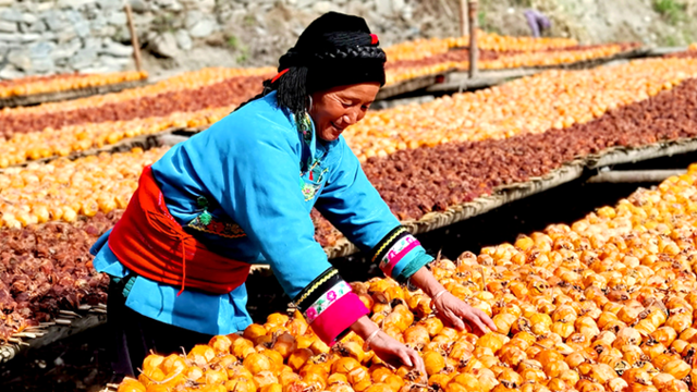 “柿”光里的甘肃舟曲