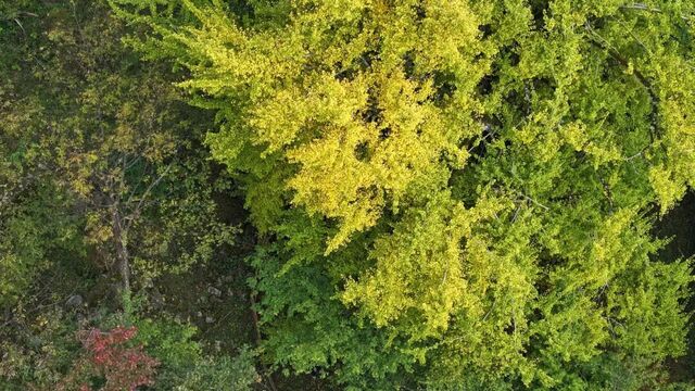 银杏“变脸”引客来