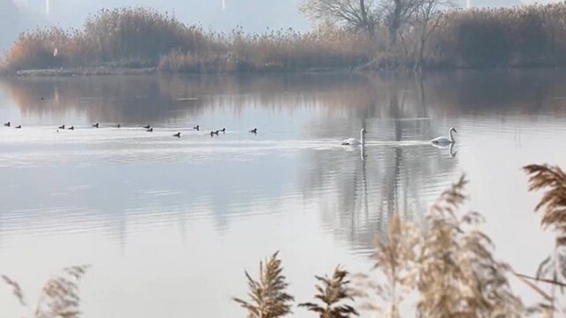 越冬大天鹅“先遣队”飞抵兰州