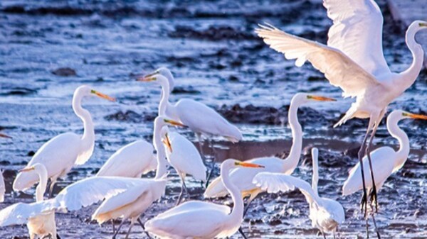 戈壁沙漠环绕的敦煌，藏着一处白鹭天堂