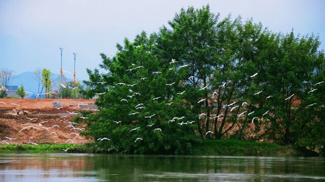 白鹭翩跹入画来