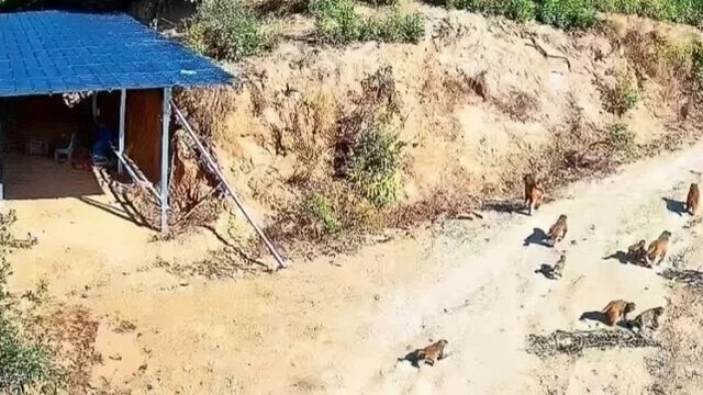 近百只野生猕猴造访浮梁茶园基地