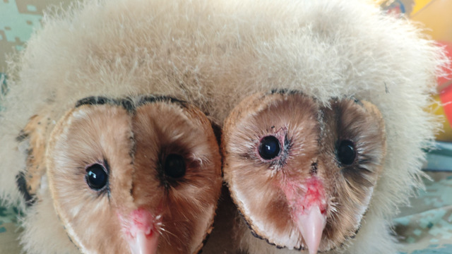 贵溪救助2只国家二级保护动物猴面鹰