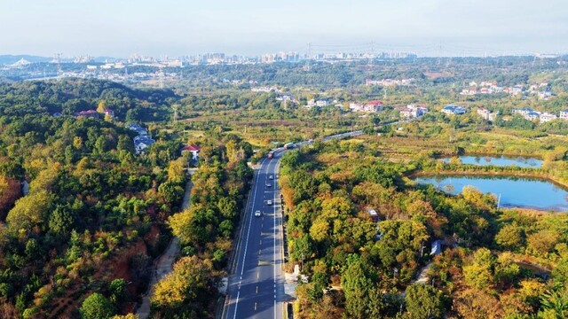 苗木生金 乡村如画