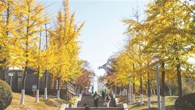 银杏披金迎冬 缤纷美景引客