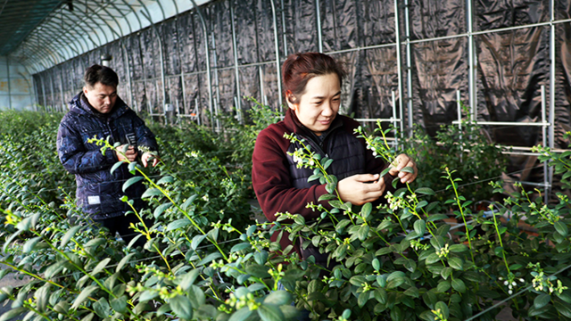 甘肃安定反季果蔬待丰收