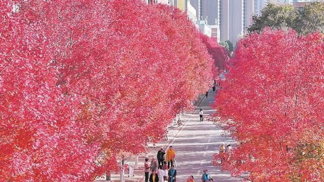万株红枫染秋浓