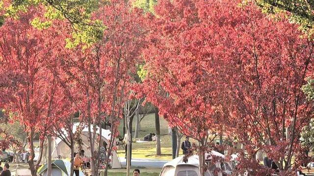 常青公园开放露营区域 初冬来赏别样红