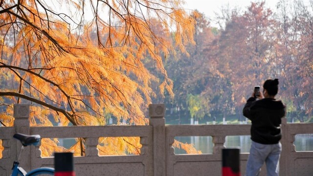 暖阳催彩叶 世界东湖初冬盛景已上线