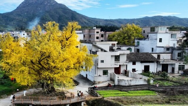 冬日千年银杏身披“黄金甲”染金村