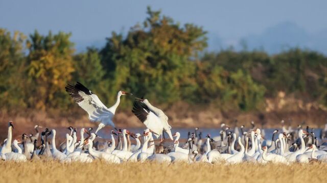 鹤逐插旗 候鸟天堂