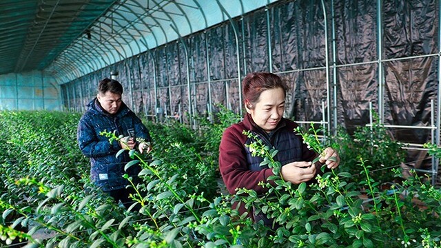 甘肃安定反季果蔬待丰收