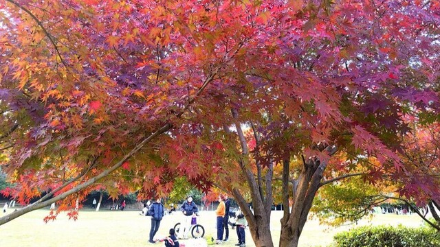 冬日好“枫”景