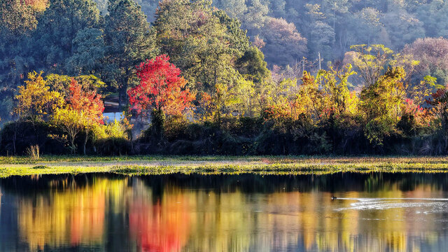 斑斓乌桕树美不胜收