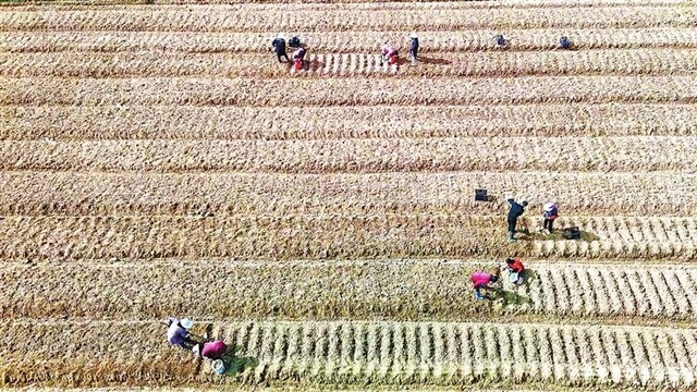 冬种百合助增收