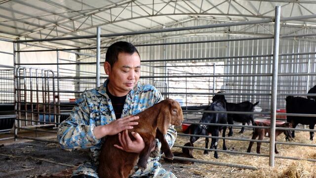 特色山羊 促农增收