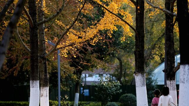 银杏披金甲 游客醉冬韵