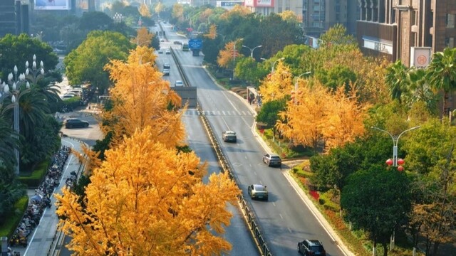 银杏金黄入画来