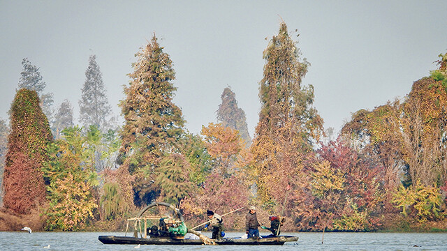 湖面“淘金”