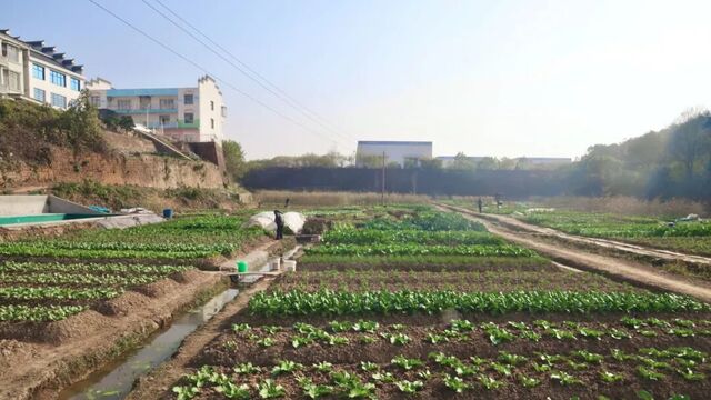 “共享菜园”种出“幸福味道”