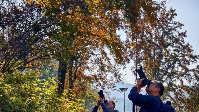 冬韵浓时枫叶红