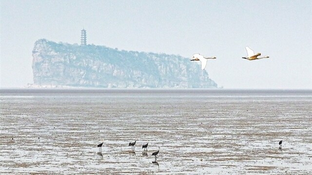冬季到湖口看候鸟