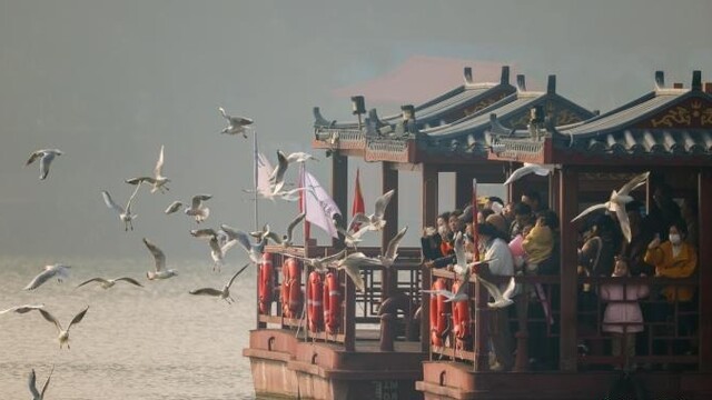 湖北武汉：越冬红嘴鸥化身“冬日舞者”与人同游