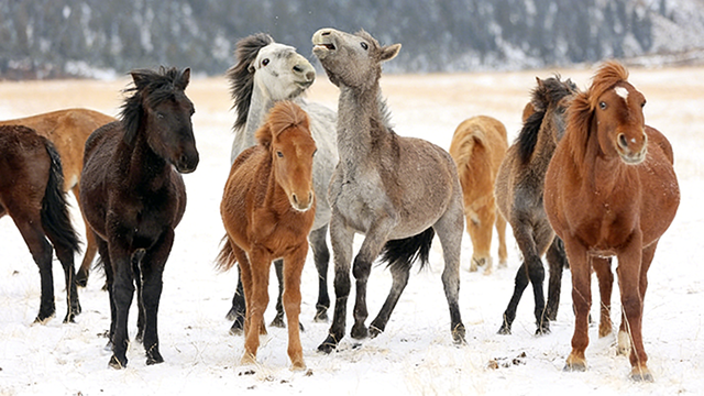 骏马踏雪望祁连