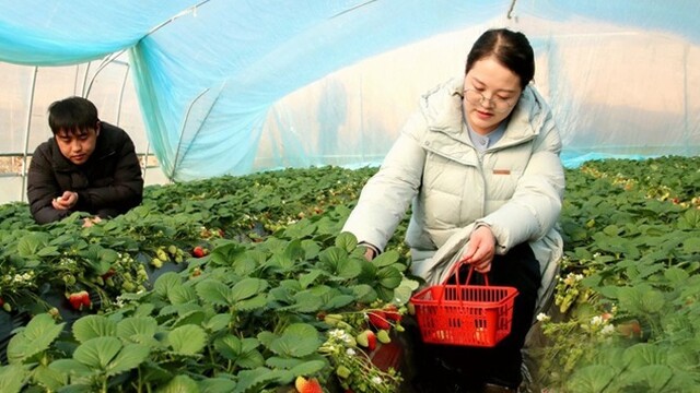 甘肃成县乡村振兴含“绿”量拉满