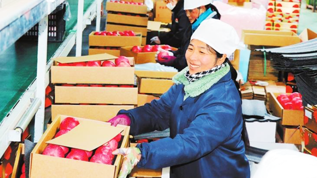 甘肃静宁工业园区苹果分拣忙