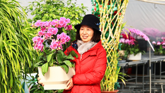 甘肃武都年宵花上市