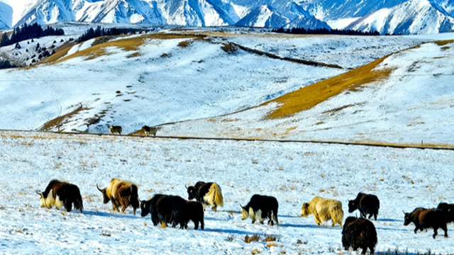 雪后祁连山风光如画