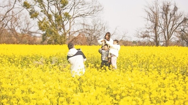 油菜花开醉游人