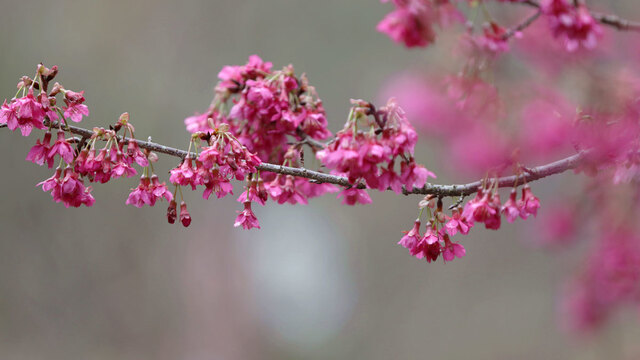 樱花烂漫美如画
