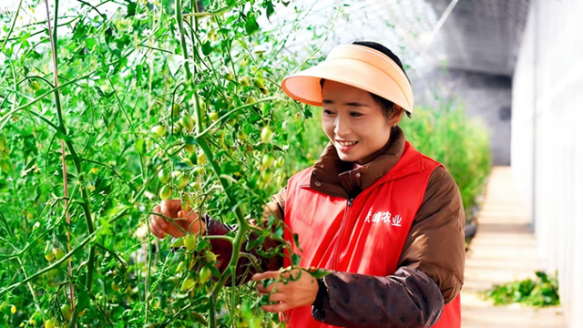 甘肃积石山：大棚里结出幸福果