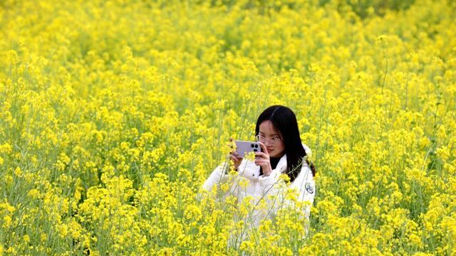 油菜花开春意浓