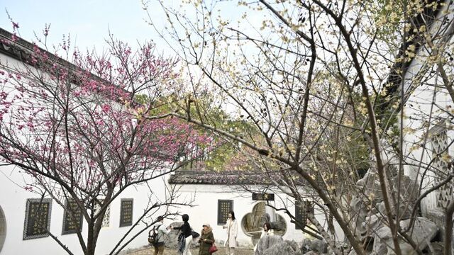 梅花初绽景如画