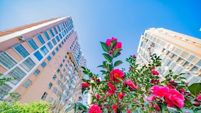 花俏枝头春意闹