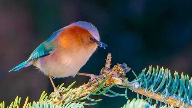 凤头雀莺舞祁连