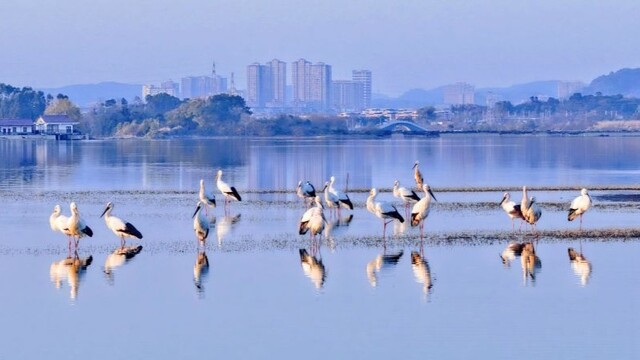 治理生态环境 守护生物多样性