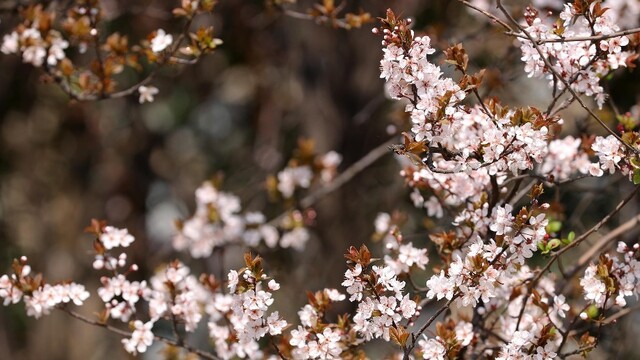 十里河畔紫叶李浪漫绽放