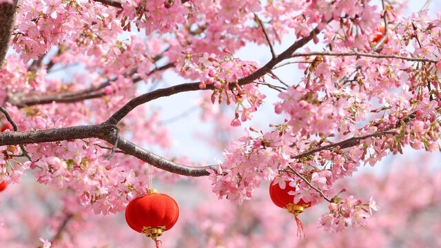 琵琶亭樱花盛放 亭台繁花相映成趣