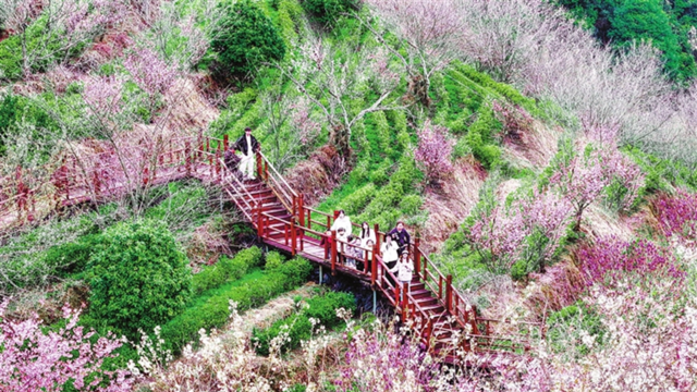 樱漫茶园 春满龙归