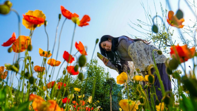 春城繁花引客来