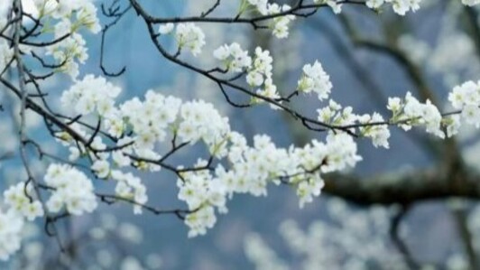 梨花绽放春意浓