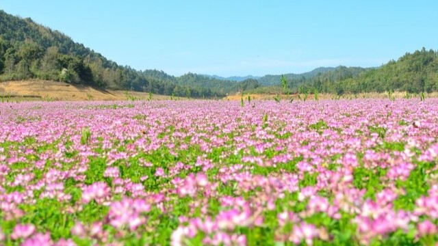 紫云英盛放 春日正当时