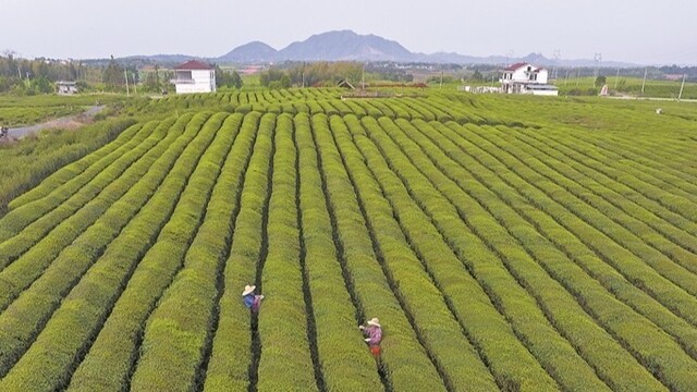 抢采“雨前茶”