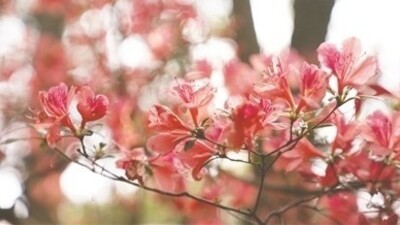 花海绚烂