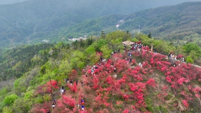 万株映山红 盛放迎客来